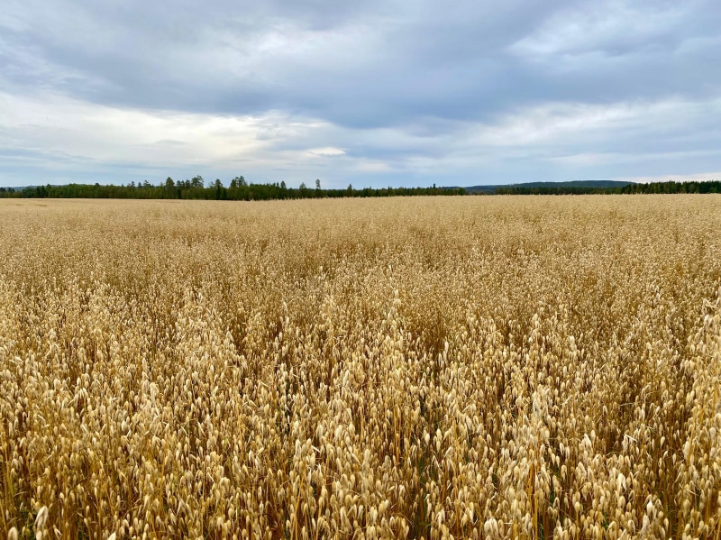 Elorinteen-tila-kaurapelto-valmiina-puintia-varten Puintivalmis kaurapelto.